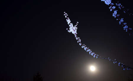 A branch of blooming apricots on a moonlit night.