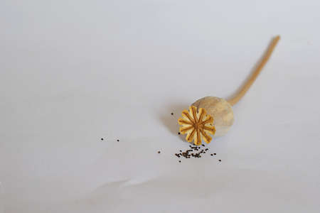 Close-up of dry poppy box and spilled seeds.