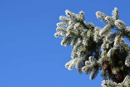 A spruce branch with cones, covered with frost against the blue sky.