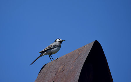 Gray wagtail (Motacilla alba) against a dark blue sky.の写真素材