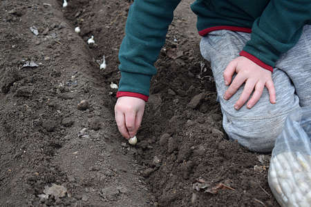 A little girl is planting onion seeds.の写真素材