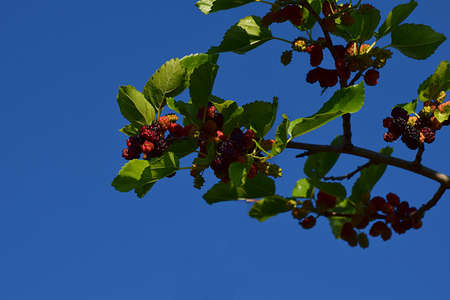 Berries of black mulberry of different degrees of ripeness on a branch.