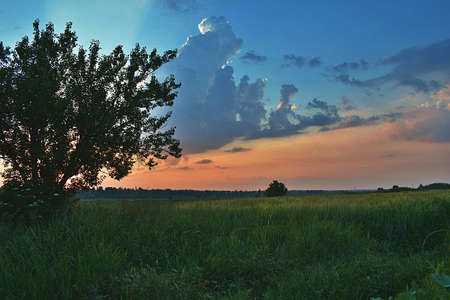 Landscape with a field of still green rye at sunsetの写真素材