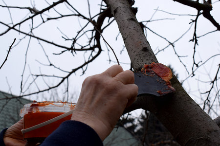 Processing a garden cut on an apple tree.