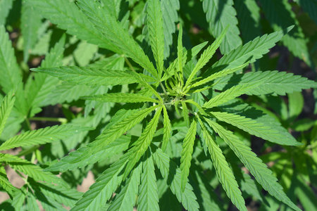 Young shoots of cannabis close-up, top view.の写真素材