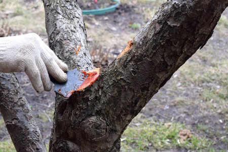 Processing a garden cut on an apple tree.の写真素材