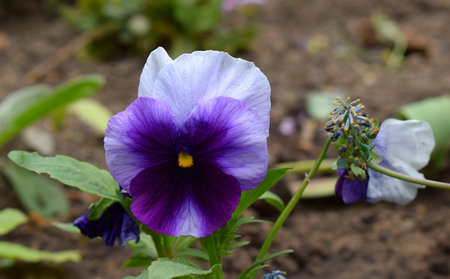 pansy flower in a flower bed close-upの写真素材