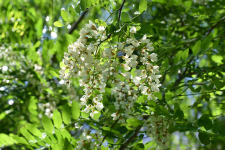 Blooming acacia. Inflorescences of a white acacia close-up.の写真素材