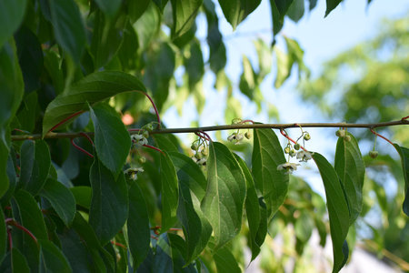 Vine of Actinidia blooming in the garden close-up.の写真素材