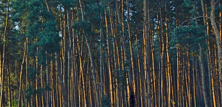 The middle part of the trunks of a pine forest at sunrise. Background.