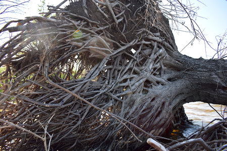 A large tree that fell as a result of the erosion of the shore by waves. A close-up of the powerful, integral root system.の写真素材
