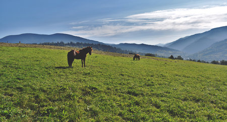 Horses graze on a mountain pasture. Landscape.の写真素材