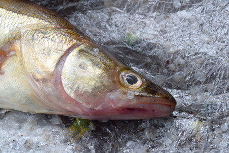 Fish head (pike perch) close-up on the table.