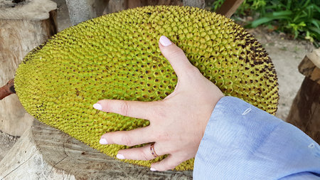 Ripe jackfruit fruit and a woman's hand.の写真素材