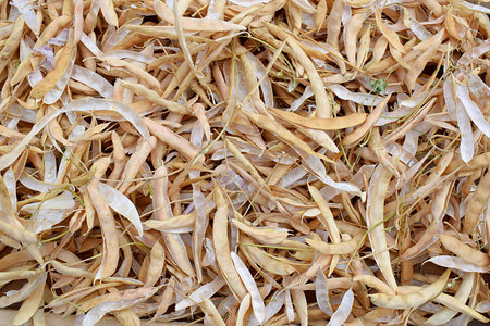 Dried bean pods are used in medicine and cosmetology. The image can be used as a background.