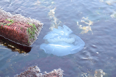 A large jellyfish near the shore among the stones.の写真素材