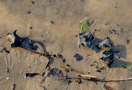 Water chestnut (Trapa natans) seeds carried to the riverbank in late winter.の写真素材