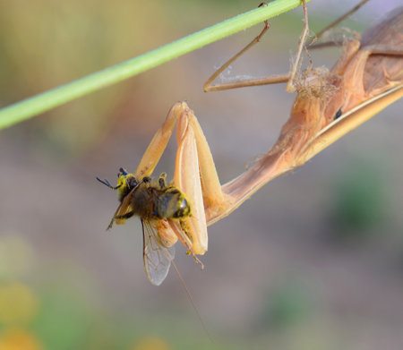Brown mantis on a stalk with prey.