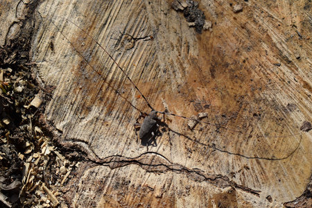 A longhorn beetle on a stump.の写真素材