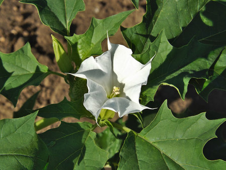 White flower of sacred datura (Datura wrightii) close-up.の写真素材