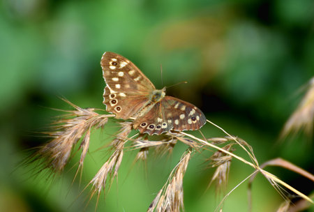 Brown Speckled Wood (Pararge aegeria) butterfly close-up.