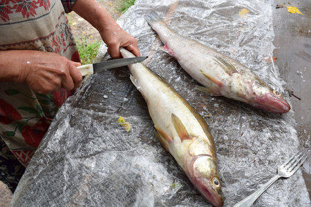 A woman cleans scales from fish with a knife.の写真素材