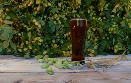 Beer in a glass, spikelets of barley and fruits of hops on a wooden table against a background of hops.の写真素材