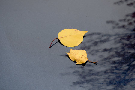Two yellow leaves on the dark hood of a car