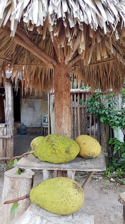 Ripe jackfruits sold to tourists on the island of Bali in Indonesia.