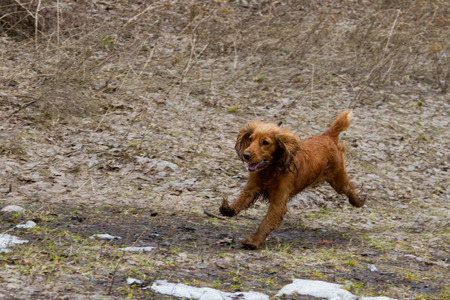 Cocker Spaniel in the gameの写真素材