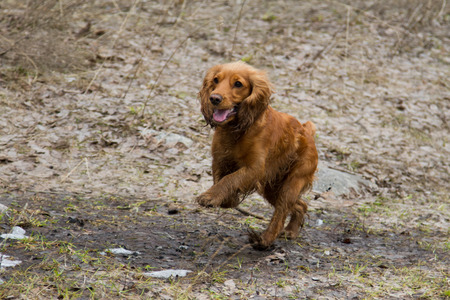 Cocker Spaniel in the gameの写真素材