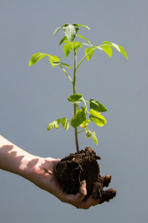 young tomato in a hand of the girlの写真素材