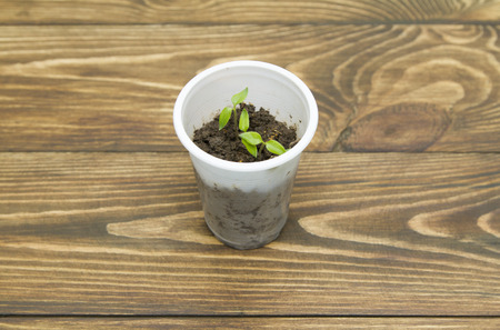 tomato seedlings in a disposable cup on the tableの写真素材