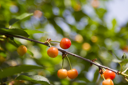 Cherry tree with fruits against the skyの写真素材