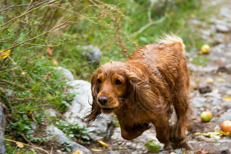 Wet English Cocker Spaniel running on a footpathの写真素材