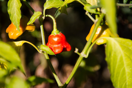 ripe bell peppers on a branch in the sunlightの写真素材