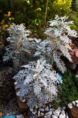cineraria with silver leaves on a bed in the gardenの写真素材