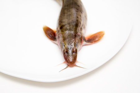 large spotted minnow on a white plate closeup