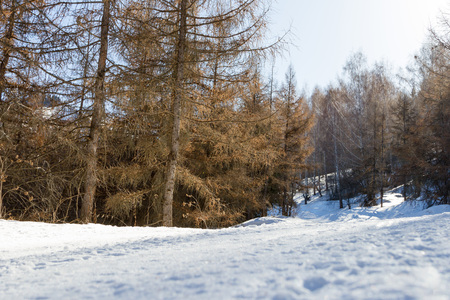 ski trail in the mountains of Trans-Ili Alatau in the treesの写真素材