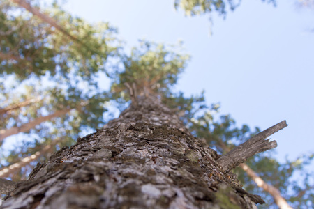 pine trees on blue sky background close-up