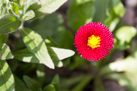 red daisy flower on a background of green grassの写真素材