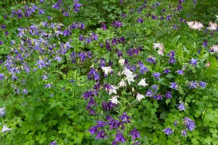 big, beautiful bush flower purple bell closeupの写真素材