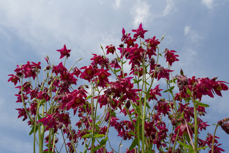 bluebell flowering bush on a background of blue skyの写真素材