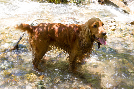 Wet English Cocker Spaniel hunting in creek