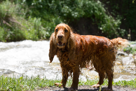 Wet English Cocker Spaniel in the sun near a streamの写真素材