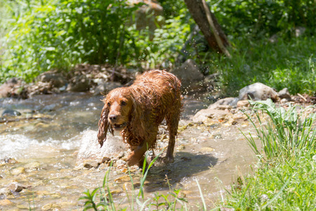 Wet English Cocker Spaniel hunting in creekの写真素材
