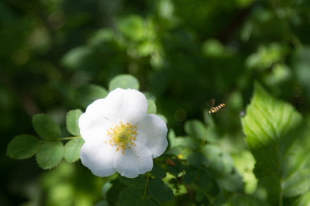 Flower white wild rose with the subject insect