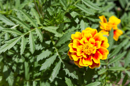 colorful marigold flower on a background of green foliageの写真素材