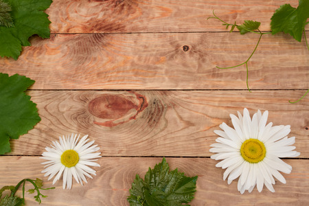 Wooden surface decorated with vines and flowers of camomileの写真素材