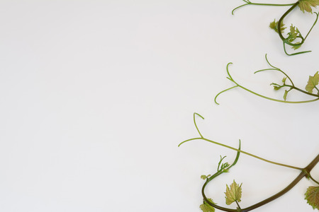 young vine with mustache on white backgroundの写真素材